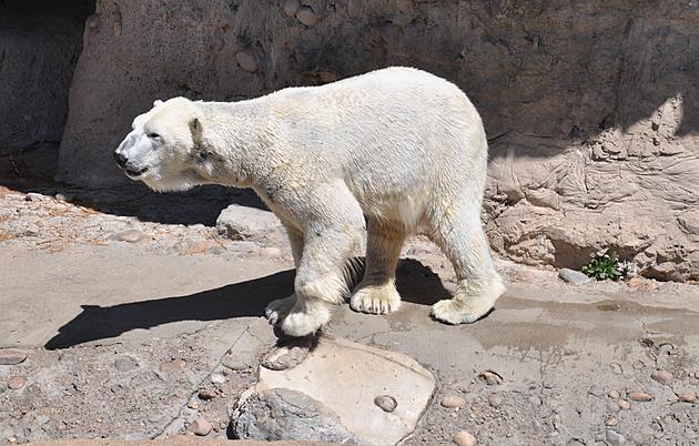 Adorable Polar Bear Videos for International Polar Bear Day [VIDEO]