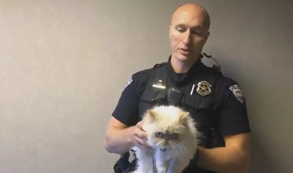 Fort Collins Police Services Unveils New Feline Unit [VIDEO]