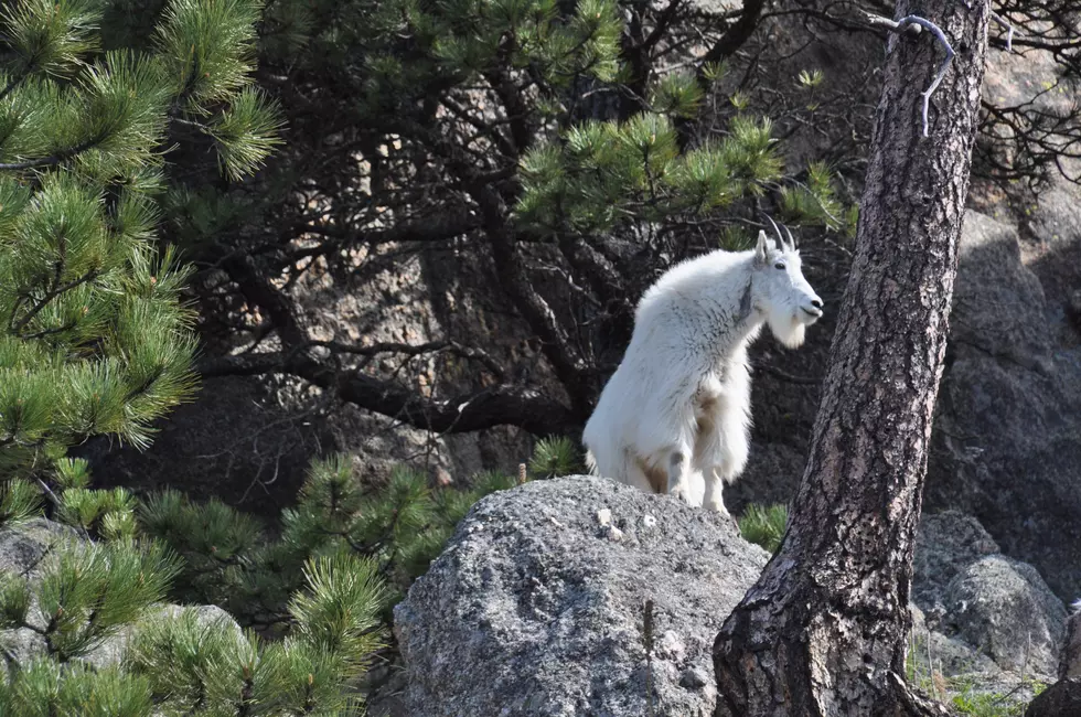 Colorado Parks and Wildlife Issue Mountain Goat Warning