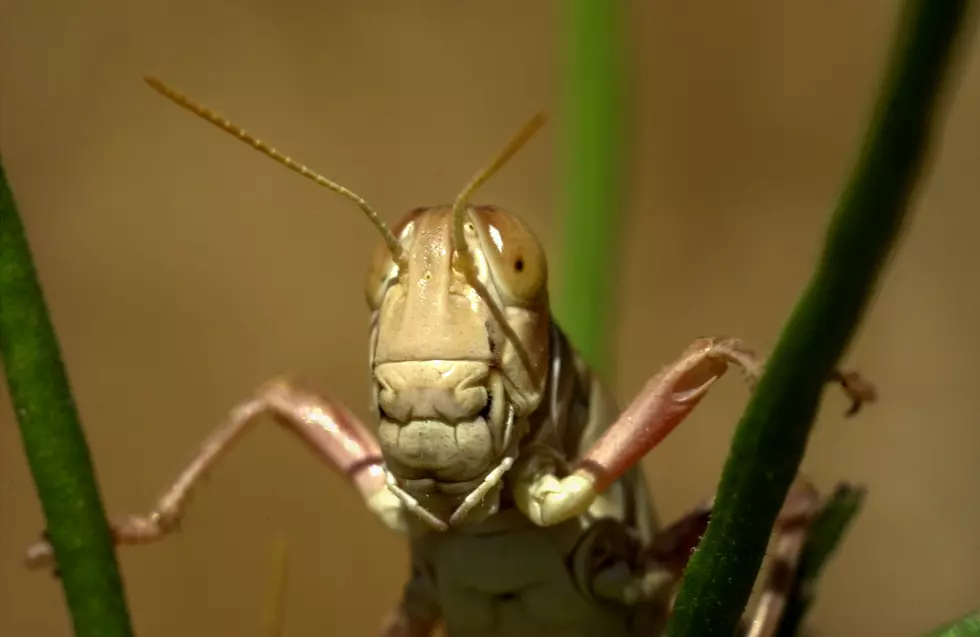 How Bad Will Grasshoppers Be This Summer in Colorado?