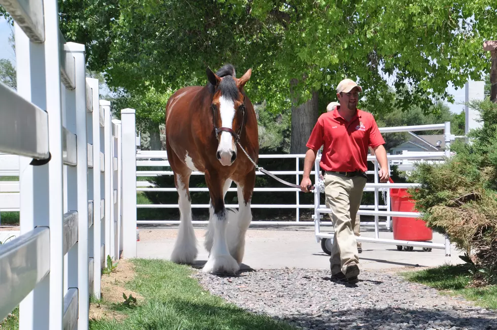 Budweiser Clydesdales Making June Visit to Fort Collins
