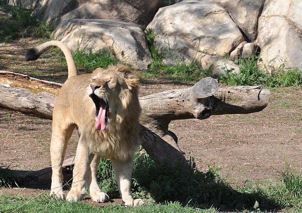 See the African Lions in Predator Ridge at Denver Zoo [PICTURES]
