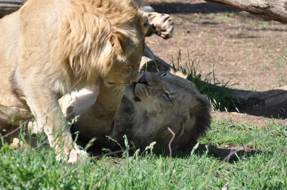 11 Denver Zoo Lions Test Positive for COVID-19