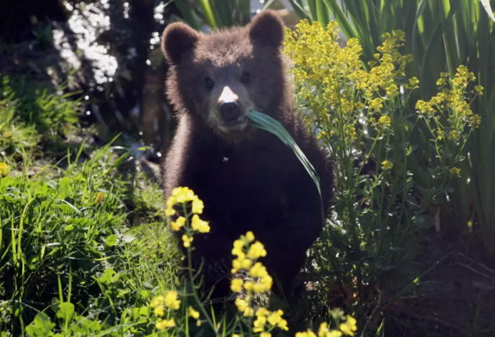 Three Bears Caught on Video in Colorado Backyard
