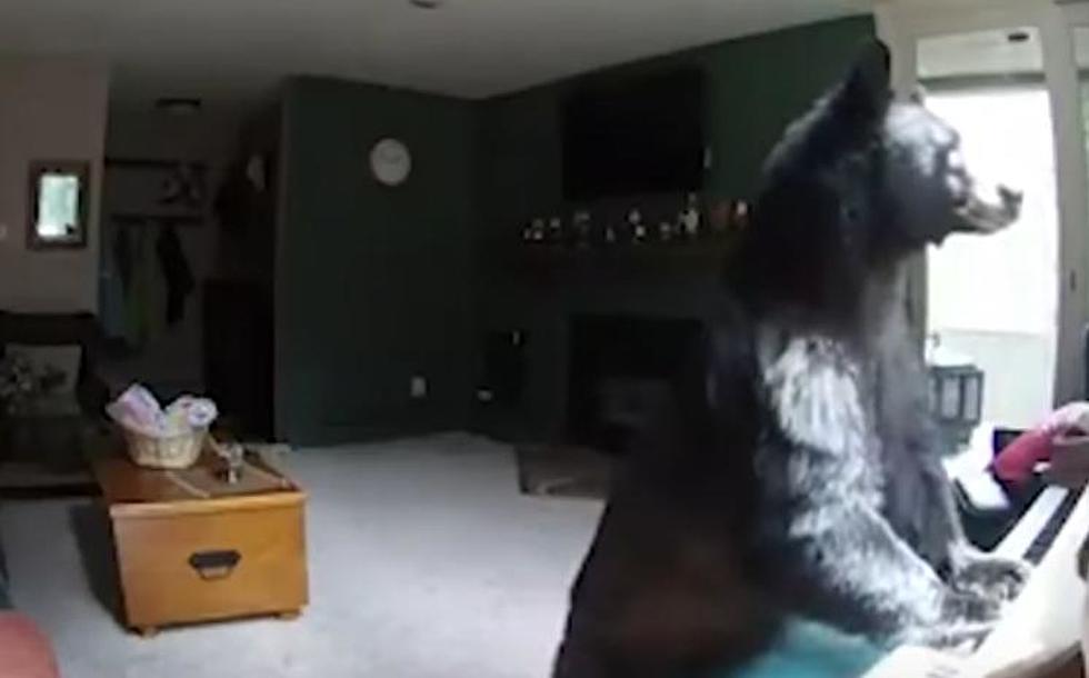 Black Bear Breaks Into Vail Home and Plays Piano [VIDEO]