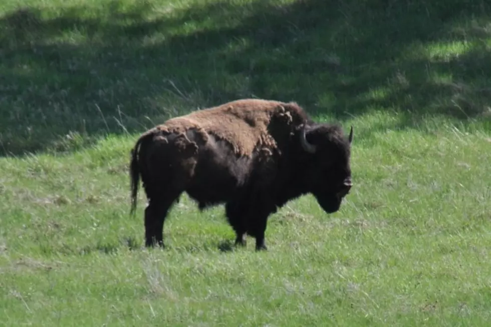 Bison Could Roam on Land Owned by Denver International Airport