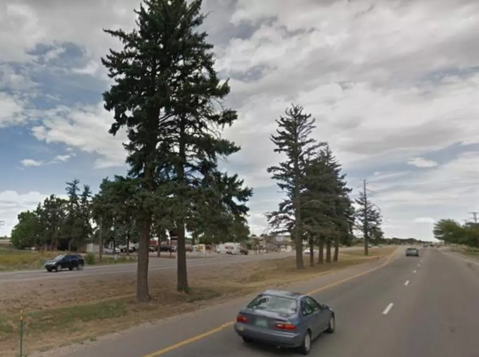 Aging Spruce Trees Being Removed on East Eisenhower in Loveland