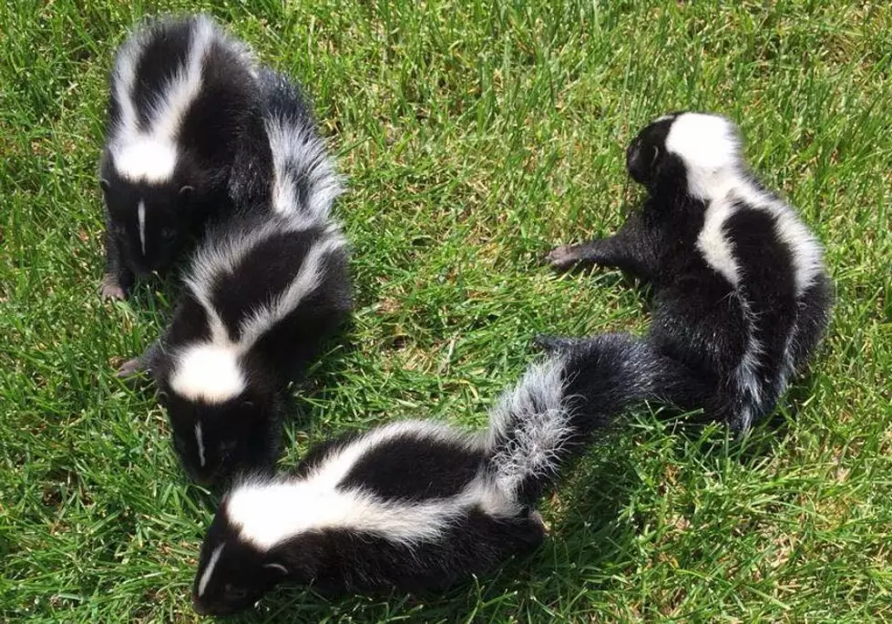 Five Skunks Test Positive for Rabies in Northern Weld County