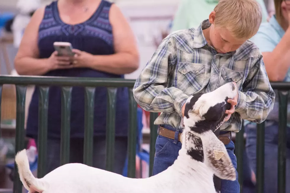 4-H Showcase This Weekend at Island Grove Park in Greeley