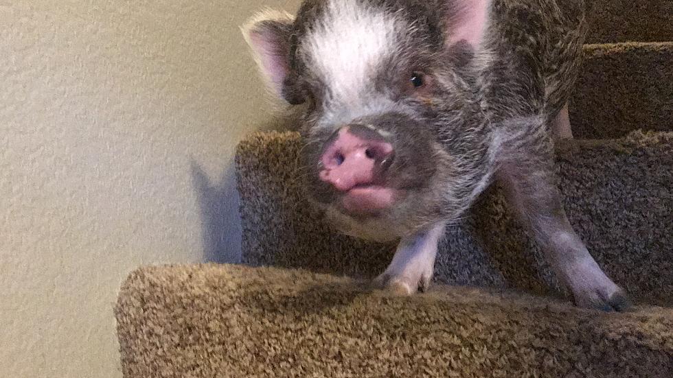 You Have to See This Mini Pig Walk Down the Stairs