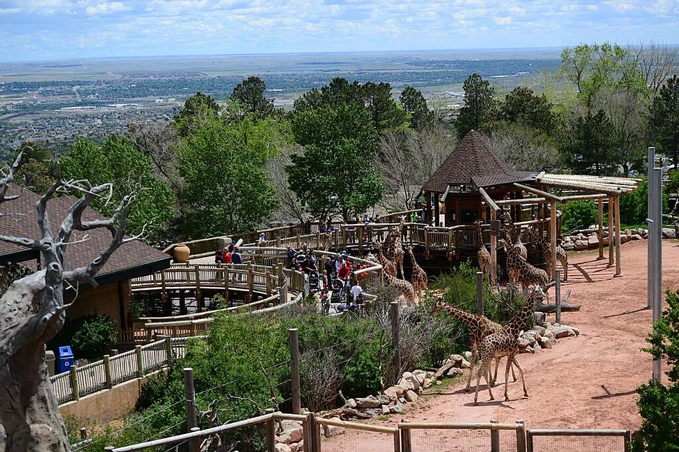Colorado Zoo in the Running for Best Zoo in North America