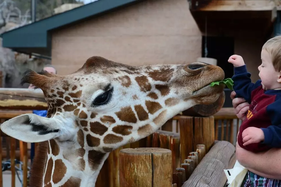 Colorado Zoo Has Two Mamma Giraffes on Baby Watch [VIDEO]