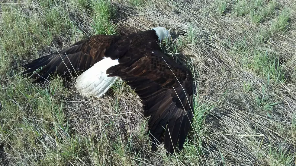 Bald Eagle Found Shot Dead Near Weld County Reservoir