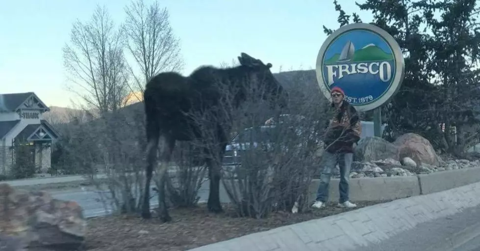 Colorado Parks &#038; Wildlife Accuses Man of Harassing Moose