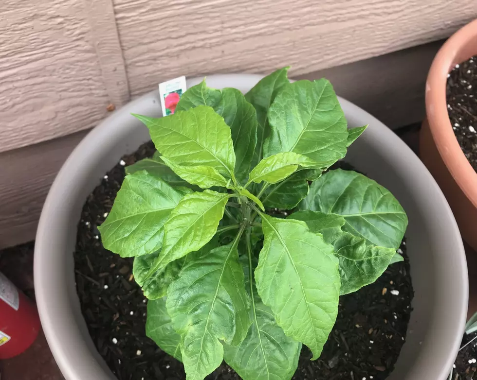 Meet My New Pepper Plants