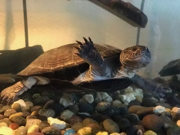 Today is World Turtle Day! Meet My Shelled Family Members [PICTURES]
