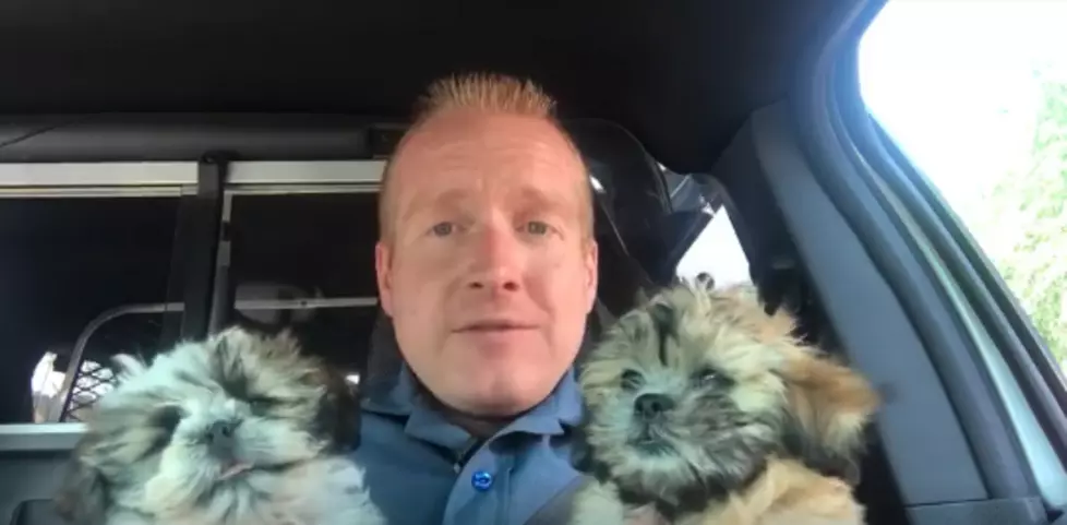 CSP: Is Your Pet As Safe in Your Car As You Think?