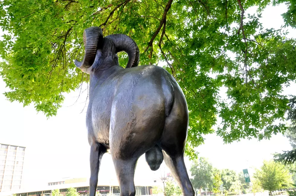 Backside of CSU Rams Statue Pointed at CU in Boulder [VIDEO]