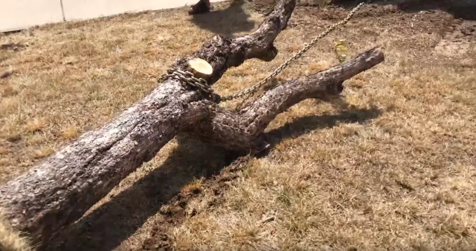 Watch a Tree Get Yanked Out of Matt Sparx’s Yard