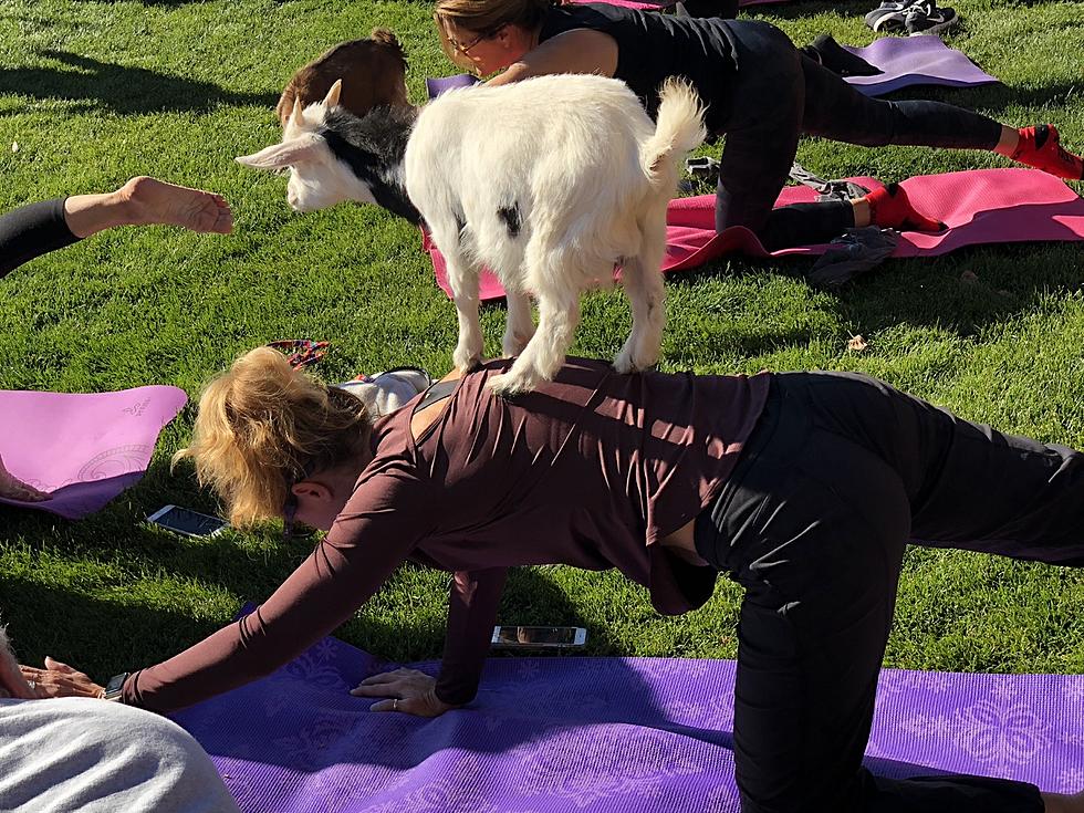 Goat Yoga at Water Valley in Windsor [PICTURES -VIDEO]