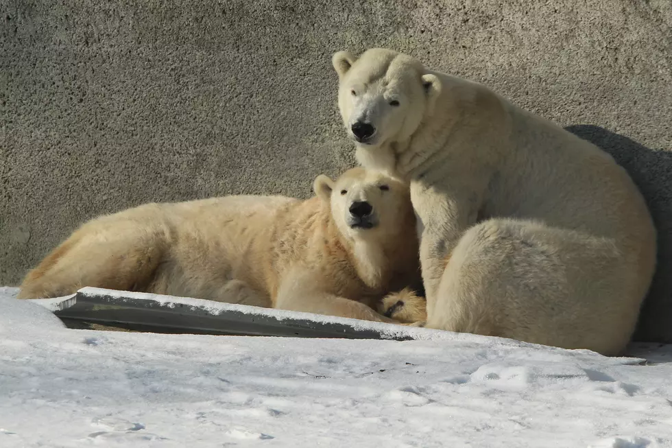 The Denver Zoo’s Polar Bears are Leaving