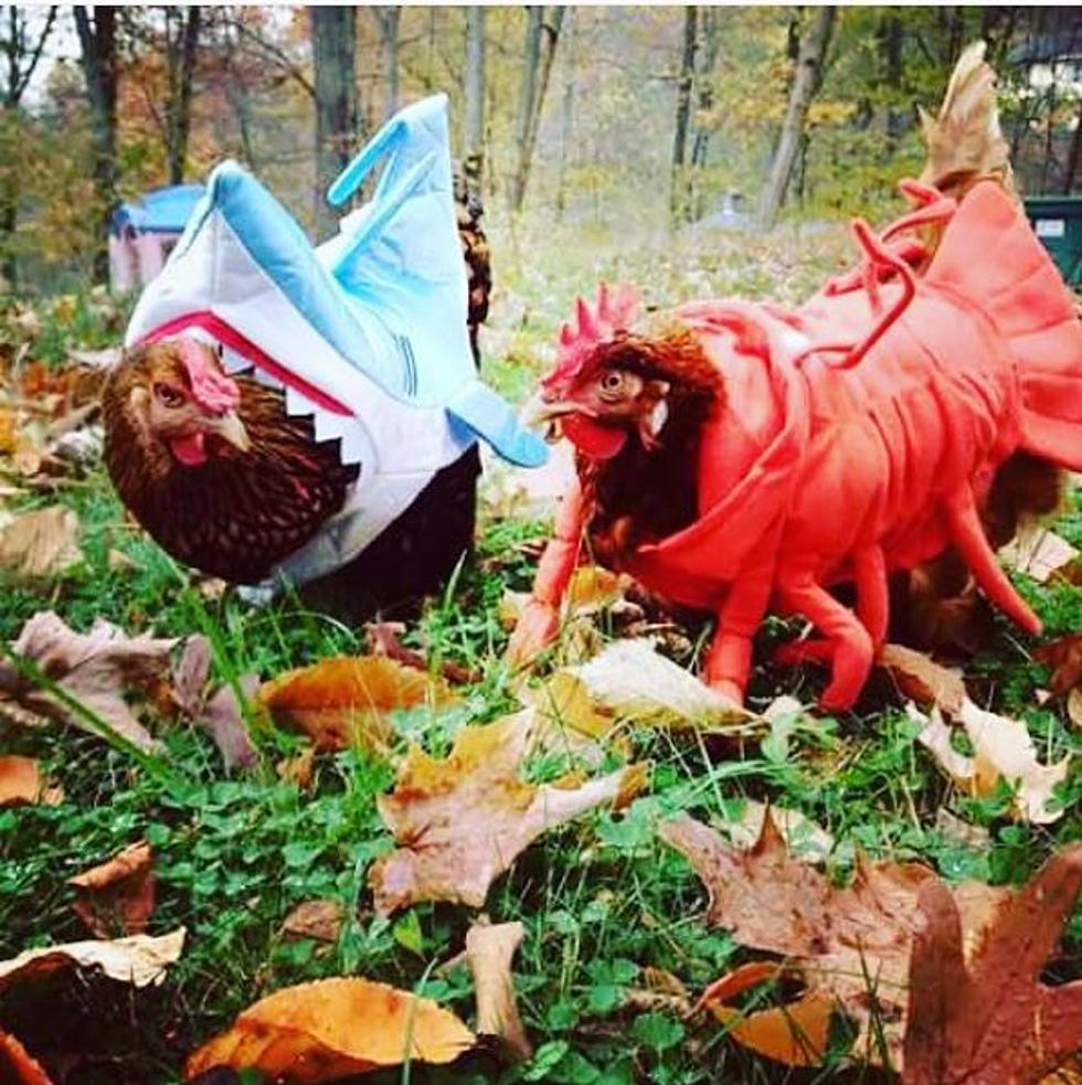 Why Shouldn’t Coloradans Dress Up Their Chickens for Halloween?