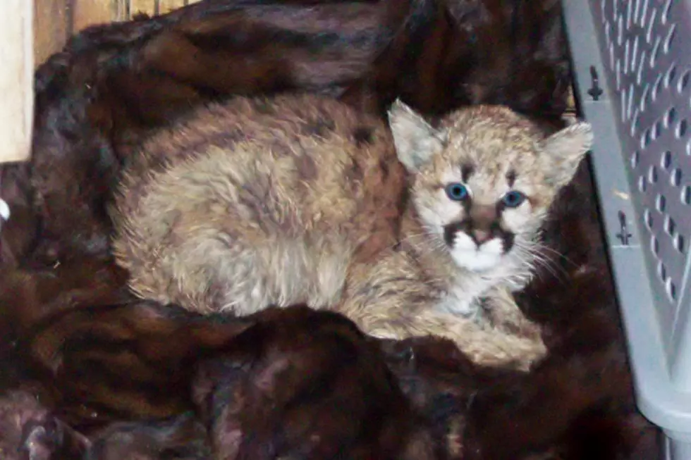 Baby Mountain Lion Removed From Home in Southern Colorado