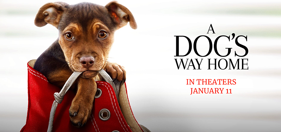 The Movie &#8220;A Dog&#8217;s Way Home&#8221; Set in Colorado