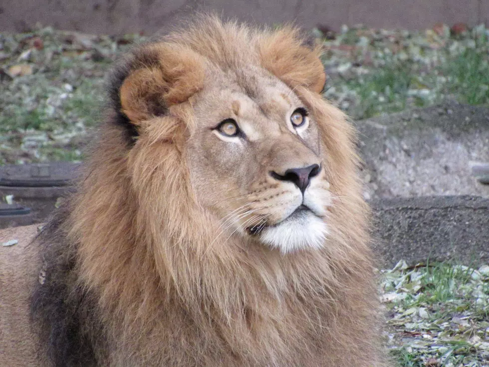 There’s a New Lion at the Denver Zoo