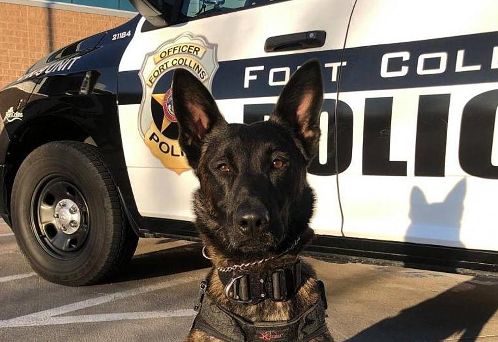 Fort Collins Police Department’s Newest K9