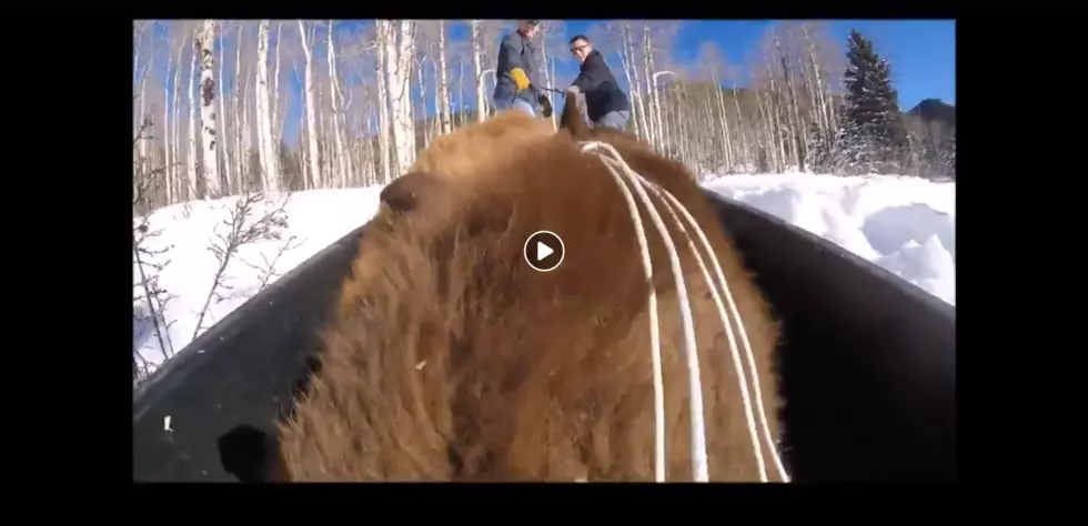Trio of Colorado Bear Cubs Get a Sled Ride