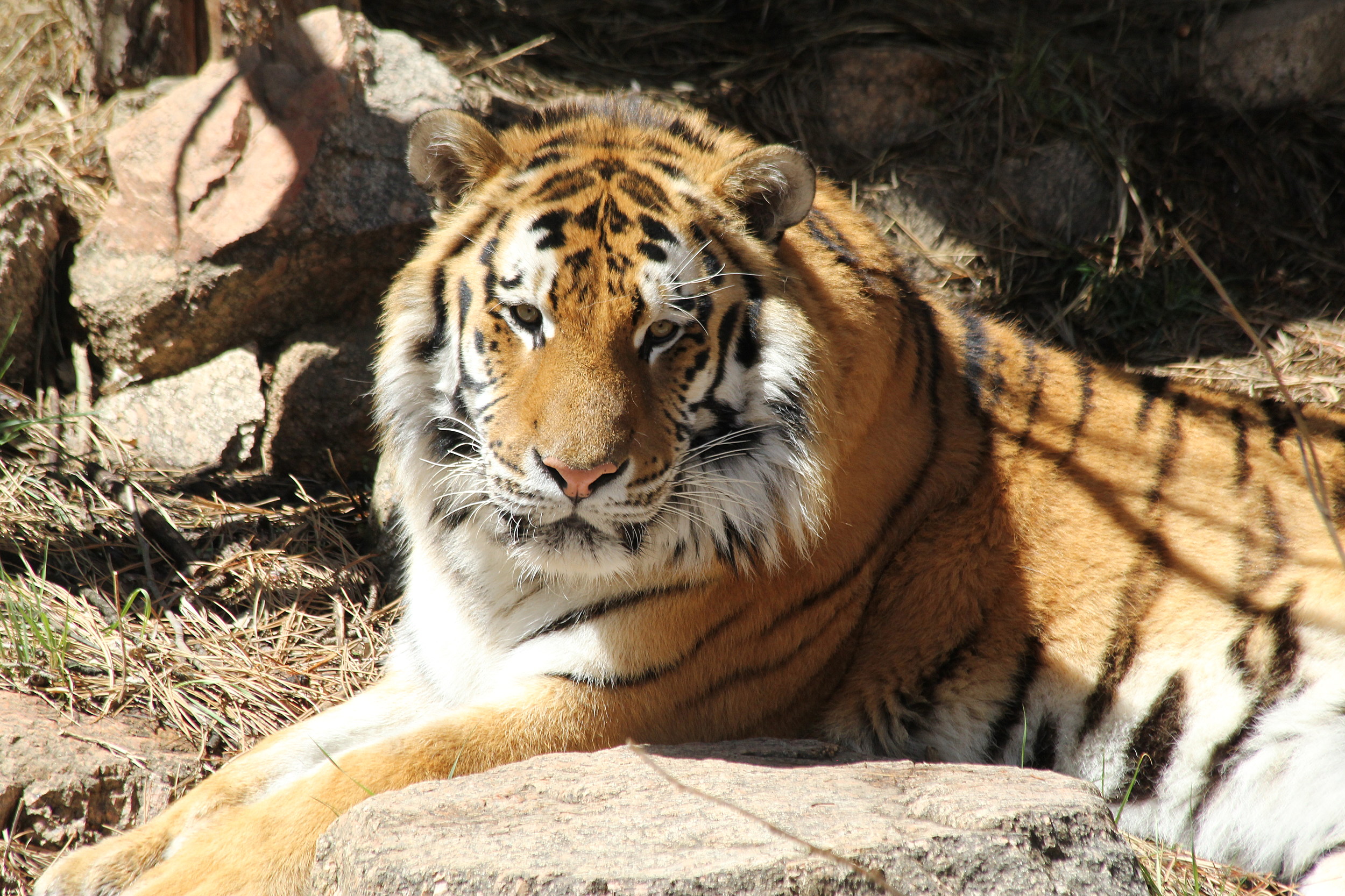 42 of the Tiger King's Zoo Animals Now Live at Colorado Sanctuary