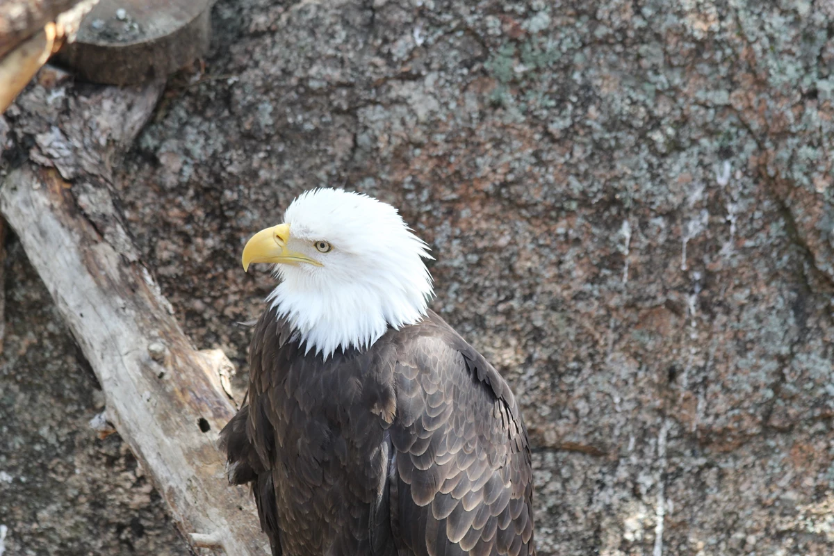 Where To Go To View Bald Eagles In Colorado where-to-go-to-view-bald-eagles-in-colorado