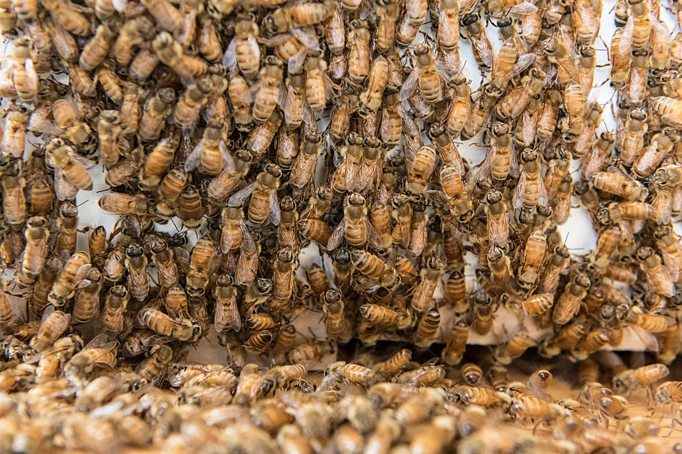 What’s the Buzz with CSU’s Campus Bee Hives?
