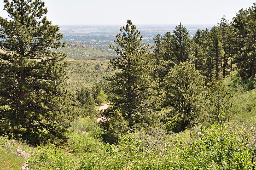 [WATCH] Moose Spotted Strolling through Fort Collins Natural Area