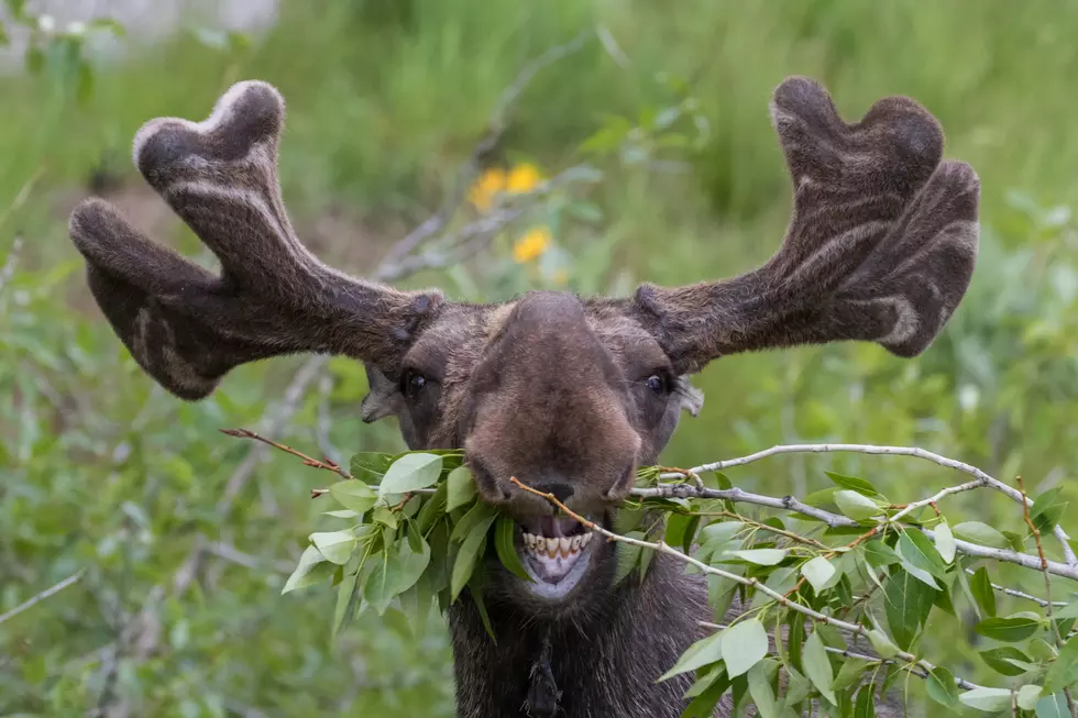 Beloved Moose of Cheyenne Mountain Zoo Died