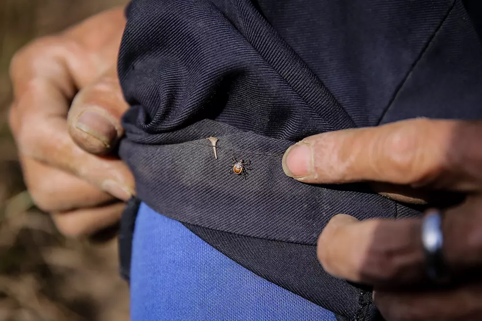 Colorado&#8217;s Tick Population Increases After Wet Spring