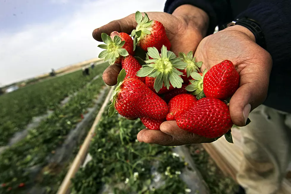 Pick Your Own Strawberries in Colorado