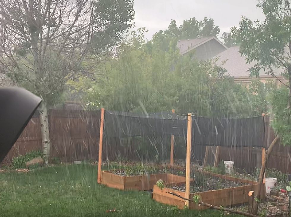 This 20 Minute Hack Saved My Garden From Hail