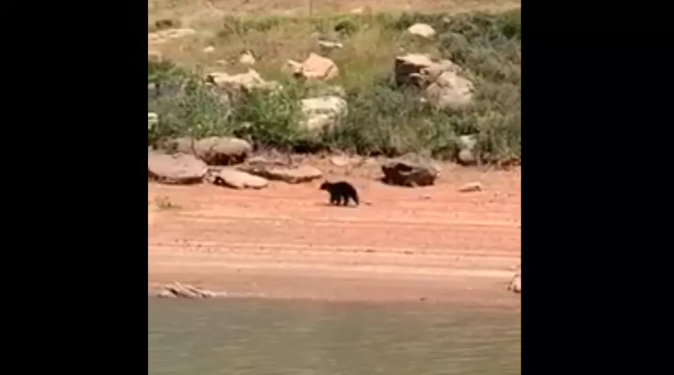 Labor Day Boaters Spot Bear On Horsetooth Reservoir Shore