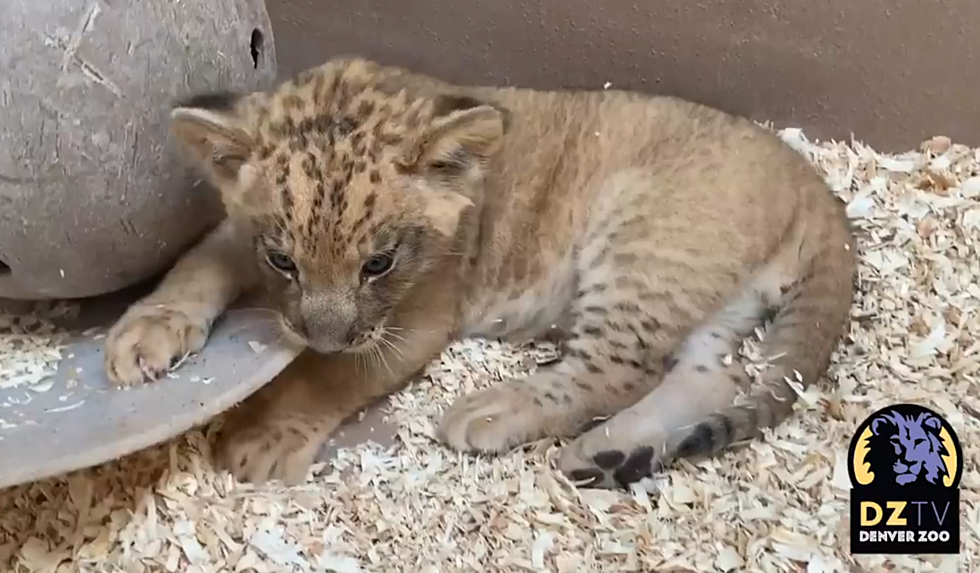 Should This Denver Lion Cub Be Named Meru, Moremi or Tatu?