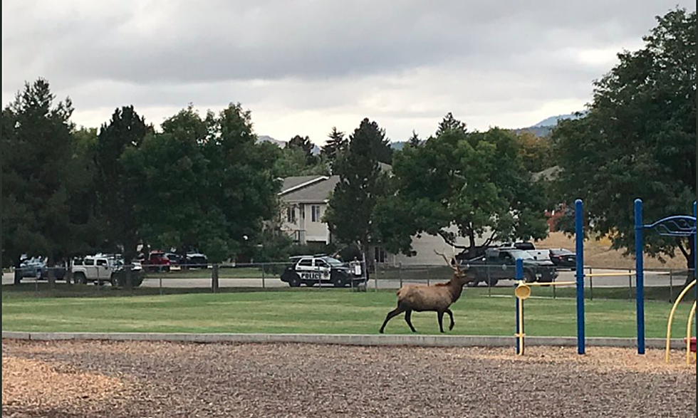 Elk Roamed Near Playground in Fort Collins Park This Weekend