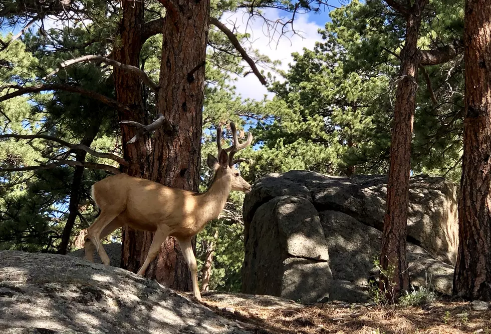 Rocky Mountain National Park Set Record Visitation in 2019