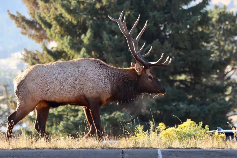 Bull Elk Attacks Vehicle as 14-Year-Old Takes Video in Colorado