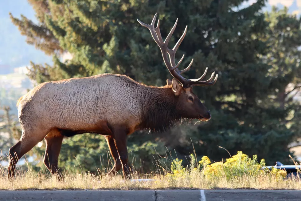 New Pass for Colorado State Wildlife Areas Available May 1