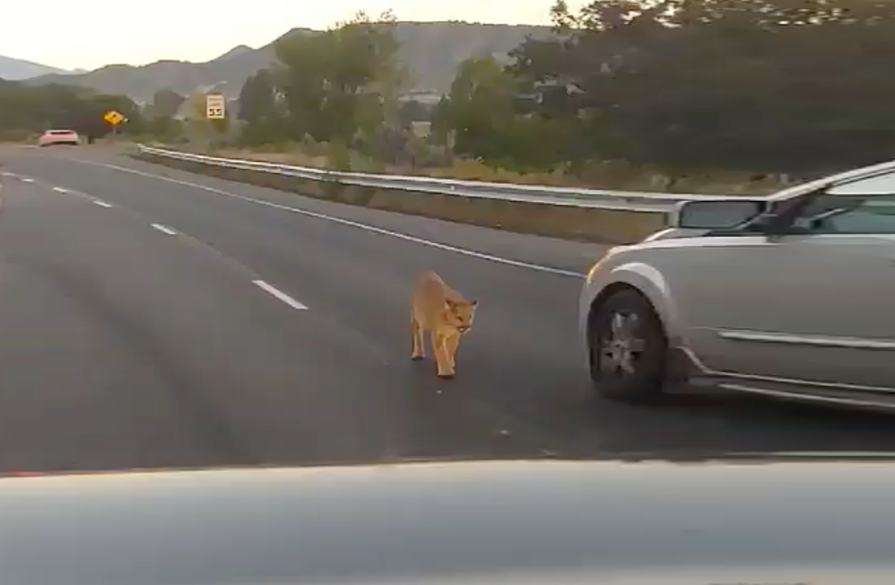 Mountain Lion Seen Walking Through Traffic on Colorado Highway