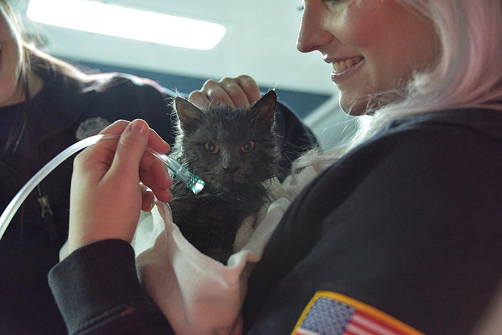 UCHealth Assists Adorable Cat After a Fire North of Fort Collins
