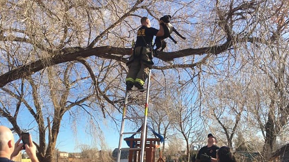 Firefighters Rescue CO Dog Stuck in a Tree