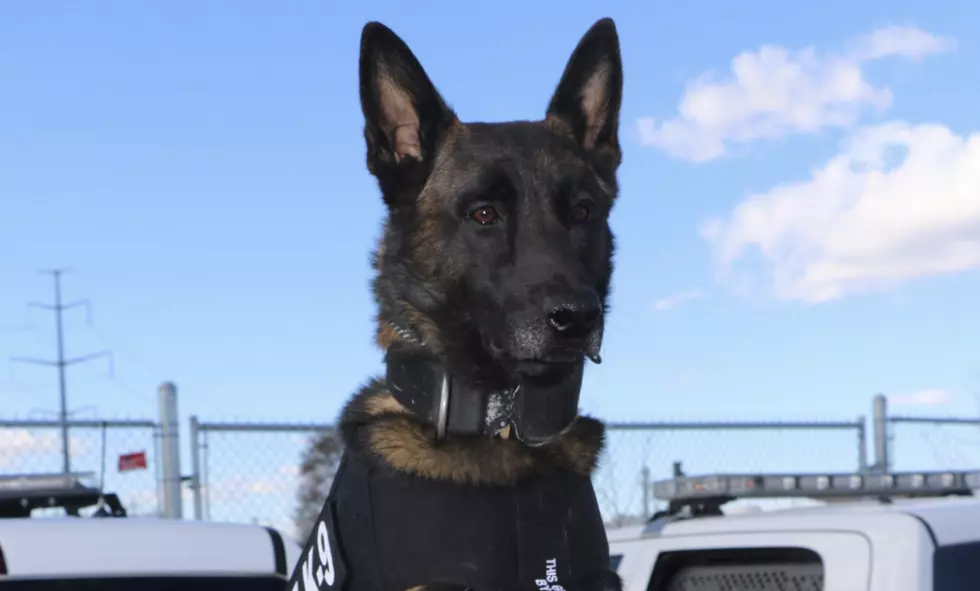 Stab and Bullet Proof Vests Donated to Larimer County Sheriff K9