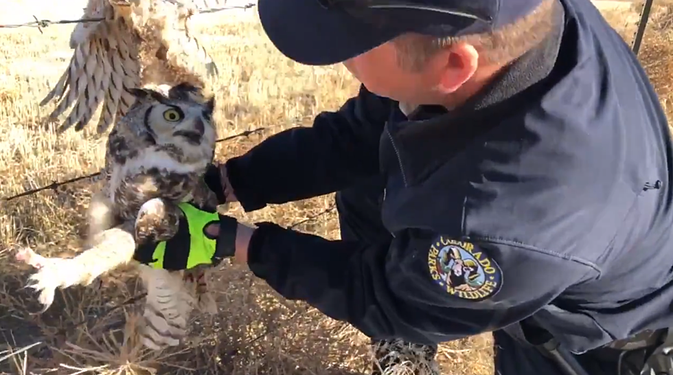 Colorado Parks & Wildlife Saves Great Horned Owl from Fence